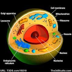 styrofoam+3d+cell+model | cell art cell project scienc cell 3d cell cell model cell process 3d Animal Cell Project, 3d Cell Project, Animal Cell Model Project, 3d Plant Cell, Edible Cell Project, 3d Animal Cell, Cell Cake, Plant Cell Project, Edible Cell