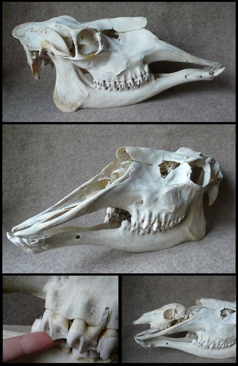 Moose Skull by CabinetCuriosities Female Moose, Nose Structure, Moose Skull, Skull Reference, Animal Skeletons, Animal Skull, Vulture Culture, Animal Anatomy, Roe Deer