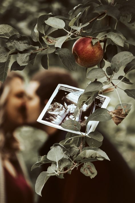 Apple orchard maternity photography Apple Orchard Fall Photoshoot, Maternity Photography Apple Orchard, Apple Orchard Maternity Photoshoot, Apple Orchard Photoshoot Outfit, Orchard Maternity Photoshoot, Apple Picking Maternity Photos, Apple Orchard Pregnancy Announcement, Orchard Maternity Pictures, Apple Picking Family Photos