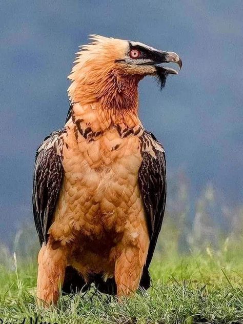 Bearded Vulture, Prey Animals, Tattoo Nature, Animals Tattoo, Wallpaper Aesthetics, Bird Of Prey, Pretty Animals, Nature Birds, Animal Sketches