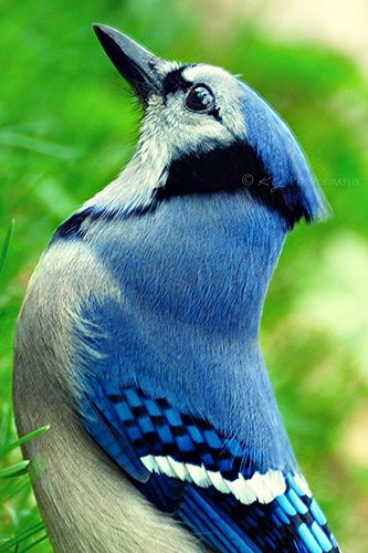 Looking Up by KY Photography Blue Jay Bird, African Royalty, Many Thanks, Backyard Birds, Bird Pictures, Exotic Birds, Birds Tattoo, God Art, Bird Drawings