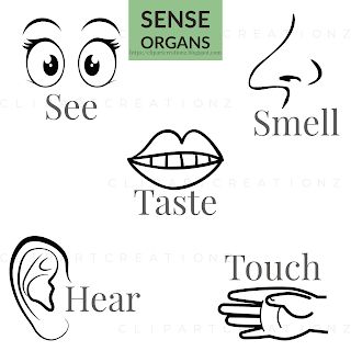 Clipart Creationz: Sense Organs coloring clipart free Sense Organs Drawing, Sense Organs For Kindergarten, Sense Organs Chart, Sense Organs Worksheets, Biodata Format Download, Sense Organs, Short Vowel Worksheets, Biodata Format, Vowel Worksheets