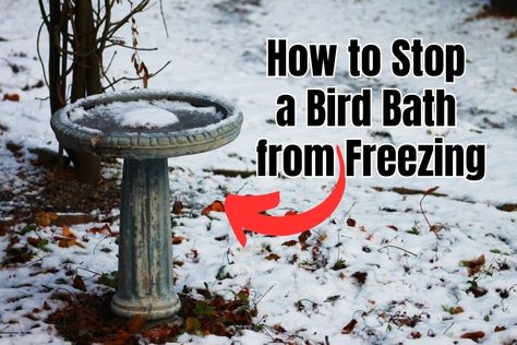 how to stop a bird bath from freezing Heated Bird Bath, Solar Bird Bath, Concrete Bird Bath, Moving Objects, Bird Bath Fountain, Solar Fountain, Bird Baths, Water Dispenser, Water Fountain