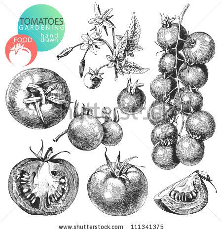 Etching Stock Photos, Etching Stock Photography, Etching Stock ... Tomato Tattoo, Tomato Vector, Tomato Drawing, Plant Sketches, Desenho Tattoo, Plant Drawing, Illustration Vintage, Drawn Illustration, Fruit Art