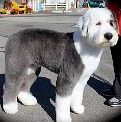 sheepadoodle information Sheepadoodle Haircuts, Sheepadoodle Haircut, Aussiedoodle Grooming, Sheepadoodle Grooming, Doodle Cuts, Old English Sheepdog Puppy, Doodle Dogs, Summer Cut, Sheep Dogs