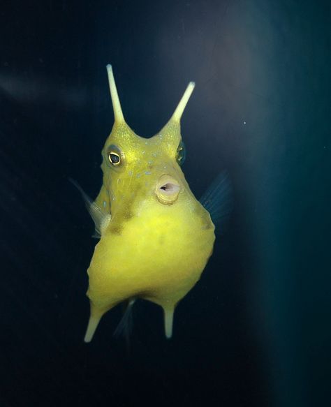 Longhorn Cowfish - I don't know why I love them, but I do. Longhorn Cowfish, Cow Fish, Weird Sea Creatures, Sea Cow, Life Under The Sea, Sea Plants, Deep Sea Creatures, Cute Fish, Water Life