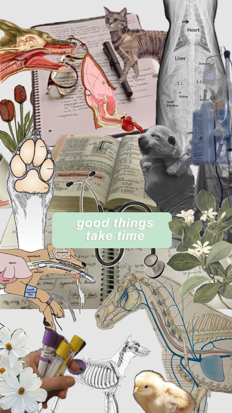 Vet School Astethic, Study Motivation Veterinary, Vet Tech Aesthetic Wallpaper, Vet Med Wallpaper, Veterinary Medicine Wallpaper, Vet Med Aesthetic, Veterinary Medicine Aesthetic, Vet School Aesthetic, Vet Tech Aesthetic