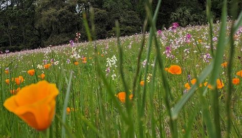 Few People Know About This South Carolina Wildflower Field Wildflower Field Wallpaper, Flower Field Pc Wallpaper, Wildflowers On Hillside, Flower Field Landscape Horizontal, Sea Turtles Hatching, Wildflower Pasture, Dead Of Summer, Horse Manure, Mini Waterfall