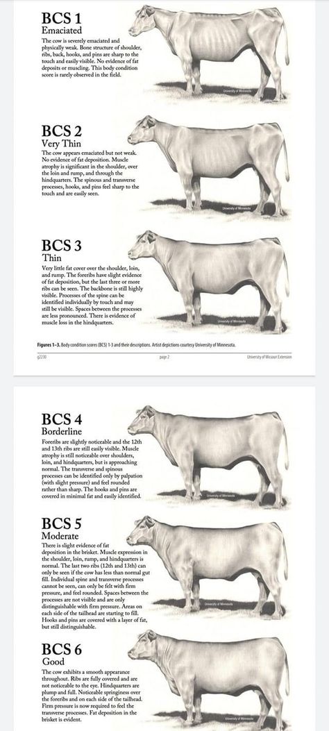 Livestock Judging Tips, Cow Knowledge, Cattle Judging, Cattle Showing, Cow Food, Dexter Cattle, Livestock Judging, Cow Feed, Beef Farming