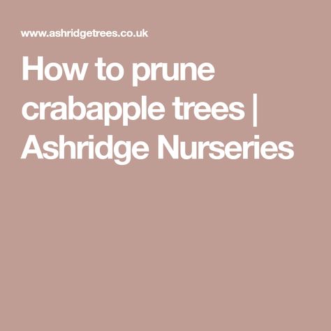 How to prune crabapple trees | Ashridge Nurseries Plant Training, No Bake Blueberry Cheesecake, Pruning Saw, Spring Snow, Crabapple Tree, Beech Tree, Crab Apple, Gardening Advice, Blueberry Cheesecake