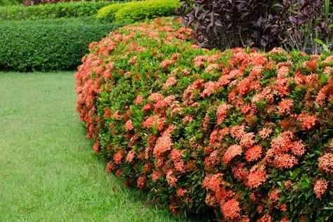 Things You Need to Know About the Ever-flowering Ixora Plants - Gardenerdy Florida Plants Landscaping, White Flowering Shrubs, Texas Landscaping, Florida Landscaping, Florida Plants, Florida Gardening, Backyard Flowers, Shade Flowers, Front Landscaping