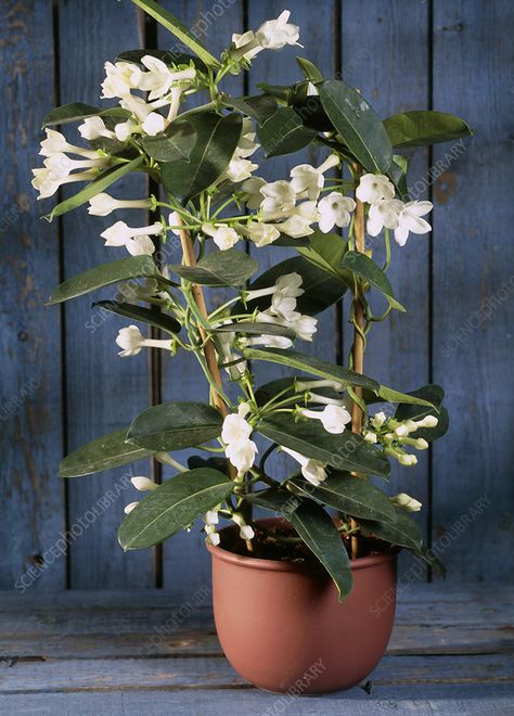 Madagascar jasmine - Stock Image - B836/1860 - Science Photo Library Madagascar Jasmine, Flower Identification, Science Photos, Photo Library, Beautiful Tree, Madagascar, Flower Garden, Floral Design, Stock Images