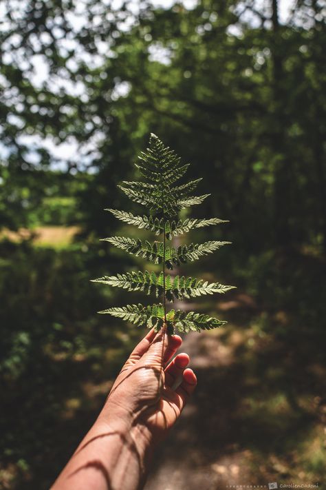 Environmentalist Aesthetic, Cutest Animals On Earth, Nature Story, Kodaikanal, Old Paper Background, Mobile Camera, Scenic Wallpaper, Air Photo, Artsy Photos