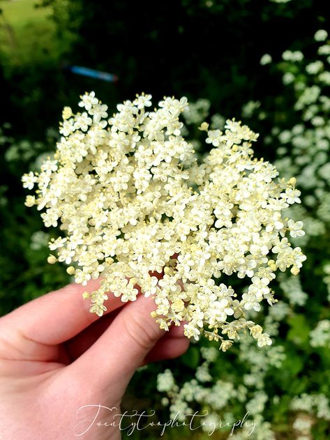 White elderberry flowers Elderberry Flower, Email Marketing Newsletter, Retail Merchandising, Website Backgrounds, Print Advertising, Flower Images, Wedding Decor, White Flowers, Wedding Decorations