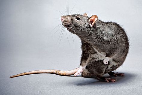 Big Scary Ugly Dirty Rats Big Scary, A Rat, Cute Rats, Mouse Rat, Pet Rats, Rodents, Animal Planet, Animal Illustration, Big Cats