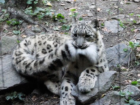 Snow Leopards Love Nomming On Their Fluffy Tails (12 Pics) | Bored Panda Snow Leopard Tail, Snow Leopard Pictures, Snow Leopard, Leopards, Koala Bear, 귀여운 동물, Big Cats, Wild Cats, Cat Memes