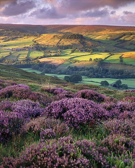 Landscape - Yorkshire, England - now I have a better vision of James Herriot's stories Magic Places, Have Inspiration, Greenwich Village, Rolling Hills, English Countryside, Yorkshire England, Pretty Places, The Landscape, North Yorkshire