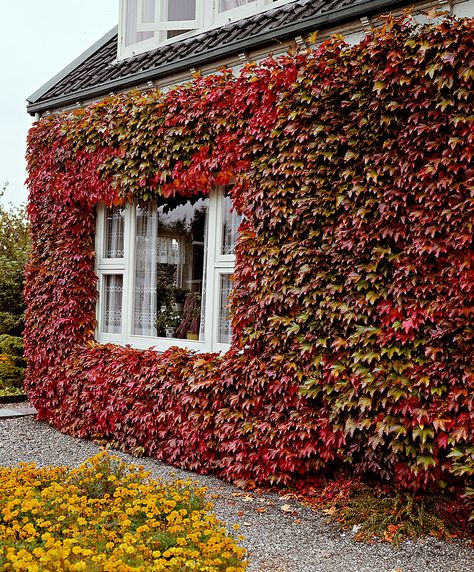 Parthenocissus Tricuspidata, Boston Ivy, Hydrangea Petiolaris, Green Fence, Virginia Creeper, Garden Vines, Front Yard Fence, Casa Exterior, Fence Landscaping