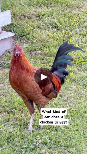 Chicken Quotes, Chicken Humor, Chickens Backyard, Funny Gif, Chicken, Humor, Funny