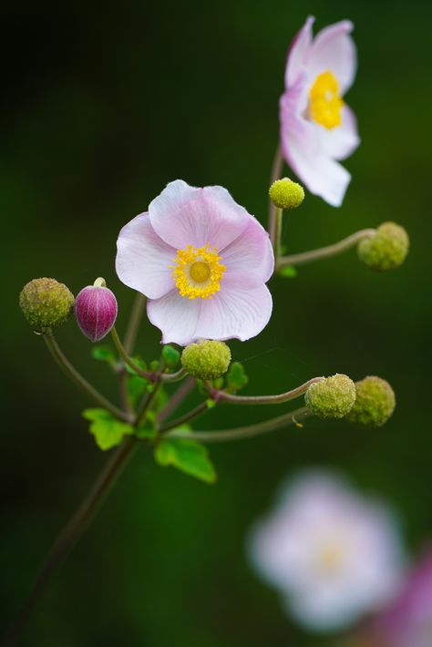 Chinese anemone 2 (Anemone hupehensis) | Chinese anemone (An… | Flickr Anemone Hupehensis, Bielefeld Germany, Flower Portraits, Anemone Flower, Sketch A Day, Botanical Garden, Flower Pictures, Anemone, Botanical Gardens