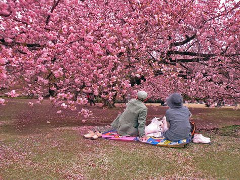 Hanami Festival, Cherry Blossom Pictures, Cultural Anthropology, Pink Cherry Blossom Tree, Shinjuku Gyoen, Japanese Cherry Tree, Cherry Blossom Japan, Tokyo Japan Travel, Japan Photography