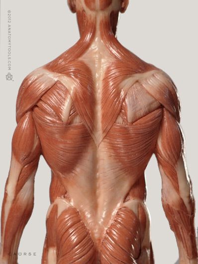 Pixologic > Anatomy Tools / ZBrush Bundle > Male Anatomy Figure 1/6 Scale and ZBrush Bundle Human Muscle Anatomy, Human Anatomy Reference, Human Anatomy For Artists, Anatomy Practice, Man Anatomy, Anatomy Sculpture, Body Structure, Human Body Anatomy, Muscle Anatomy