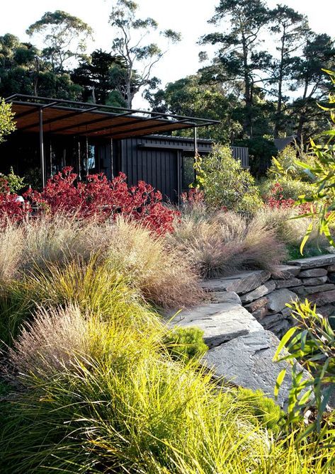 Native Garden Design, Native Australian Garden, Australian Gardens, Australian Garden Design, Villa Architecture, Bee Friendly Garden, Australian Native Garden, Australian Plants, Desain Lanskap