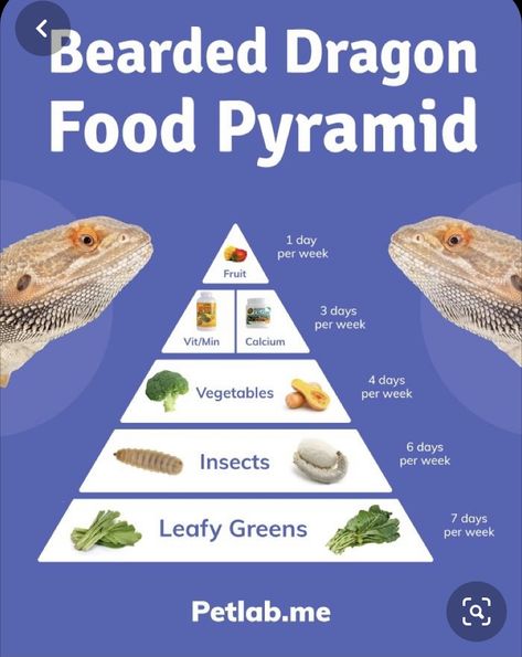 Bearded Dragon Feeding, Bearded Dragon Food List, Bearded Dragon Care Sheet, Diy Bearded Dragon Enclosure, Bearded Dragon Terrarium Ideas, Dragon Food, Dragon Facts, Bearded Dragon Diy, Bearded Dragon Terrarium