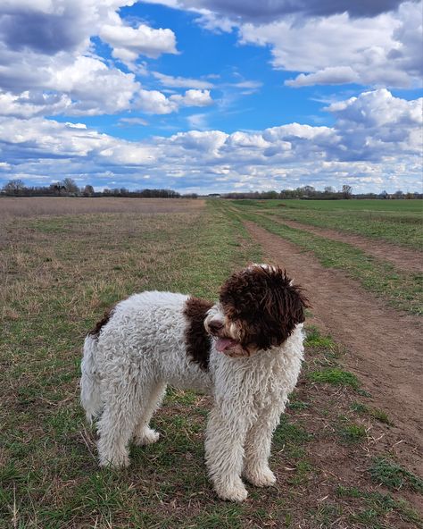 Lagotto romagnolo Puppy Labradoodle, Lagotto Romagnolo, Goldendoodle Puppy, Water Dog, Standard Poodle, Sporting Dogs, Labradoodle, Goldendoodle, Rats