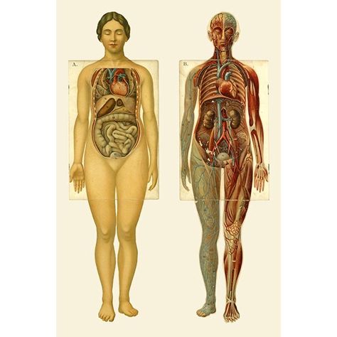 Women Anatomy Art, Anatomy Woman, Women Anatomy, Woman Anatomy, Anatomy Vintage, Medical Reference, Type Anatomy, Collage Supplies, Anatomy Images