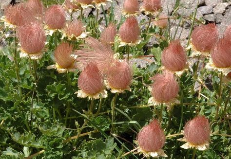 10 Geum reptans SeedsCreeping Avens Plant Seeds | Etsy Syringa Vulgaris, Lilac Tree, Seed Packaging, Greenhouse Plants, Cottage Garden Plants, Plant Seeds, Big Garden, Tree Seeds, Fresh Flowers Arrangements