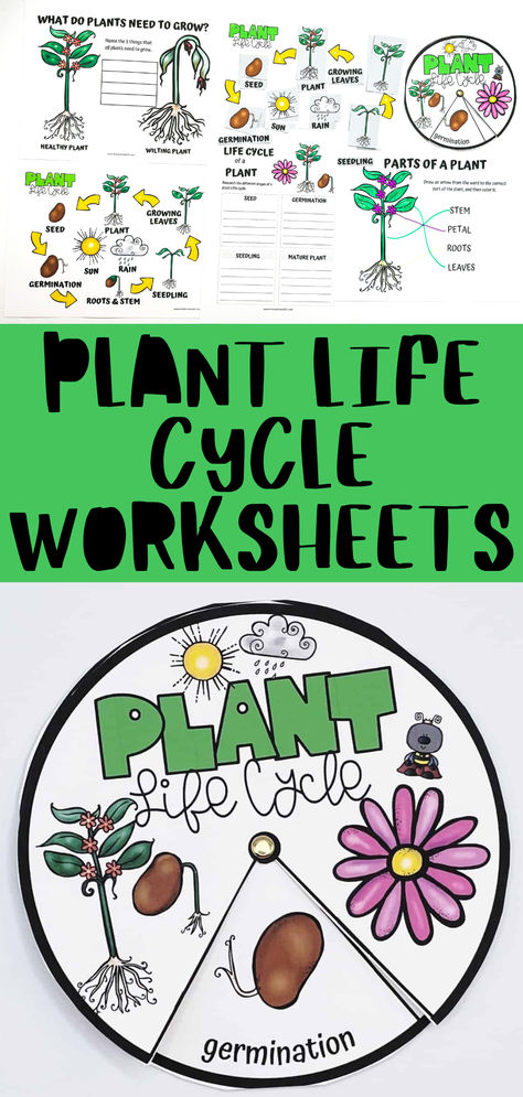 Dive into the fascinating world of botany with our Plant Life Cycle Worksheets! Ideal for kids, these printables make learning about the stages of plant growth interactive and fun. From seed germination to flowering, students will color, cut, and label, deepening their understanding of nature's processes. Perfect for classroom activities or at-home education, these worksheets are a must-have for young explorers eager to discover the wonders of plant life. #PlantLifeCycle Plant Life Cycle Free Printable, Plant Life Cycle Bulletin Board, Plant Cycle Activities, Seed Life Cycle Preschool, Life Cycle Of A Flower Preschool, Plant Cycle Preschool, Life Cycle Of A Plant Craft, Plant Cycle For Kids, Life Cycle Of A Plant Preschool