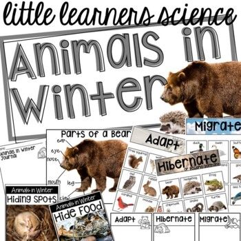 Little learners | TPT Science For Preschool, Kindergarten Classroom Design, Hibernation Preschool, Animals In Winter, Winter Hibernation, Winter Science, Preschool Winter, Winter Activities Preschool, Animal Adaptations