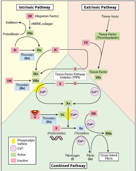 Coagulation Cascade Coagulation Cascade, Physician Assistant School, Medical Laboratory Technician, Clinical Chemistry, Medical Laboratory Scientist, Mcat Study, Medicine Notes, Medicine Studies, Vet Medicine