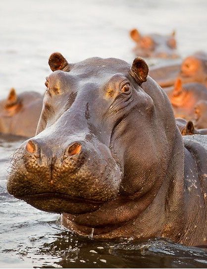 Surprised Hippo Regard Animal, Wild Animals Photos, Cute Hippo, Dangerous Animals, Animal Protection, Rhinos, African Wildlife, Hippopotamus, African Animals