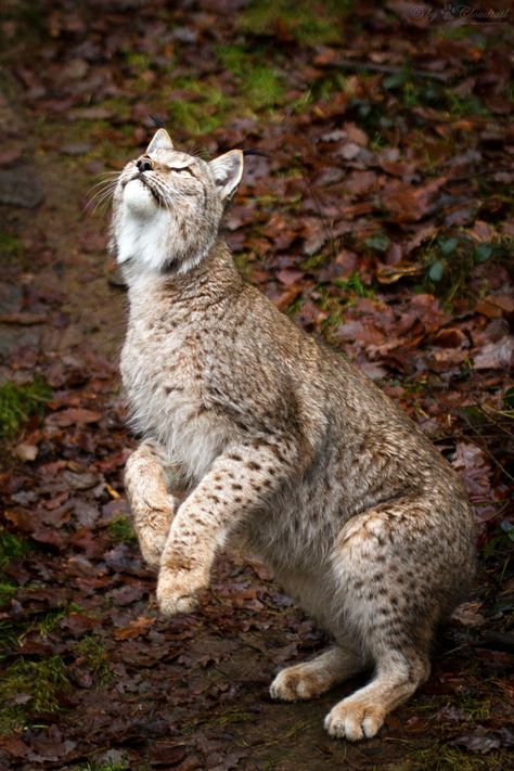 jumping for prey Lynx Jumping, Lynx Lynx, Eurasian Lynx, Tattoo Nature, Cat Species, Exotic Cats, Wild Nature, Animal Sketches, Anime Cat