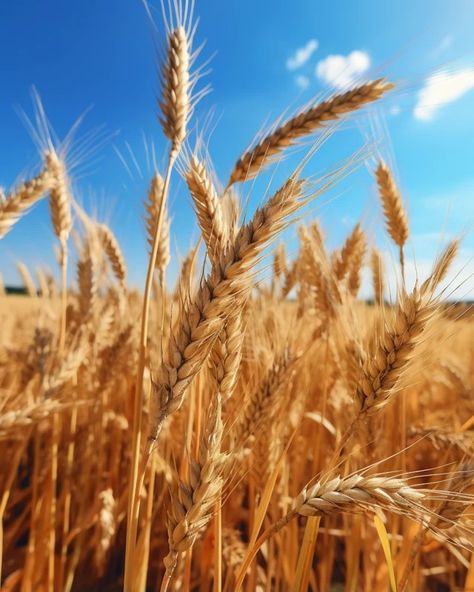 Image Free Download | A handful of golden grass in the wheat field, degree offset method, Constructivism, UHD, HDR Wheat Images, Field Images, Healing Place, Bermuda Grass, Golden Wheat, Essex County, Wheat Field, Wheat Fields, Wheat Grass