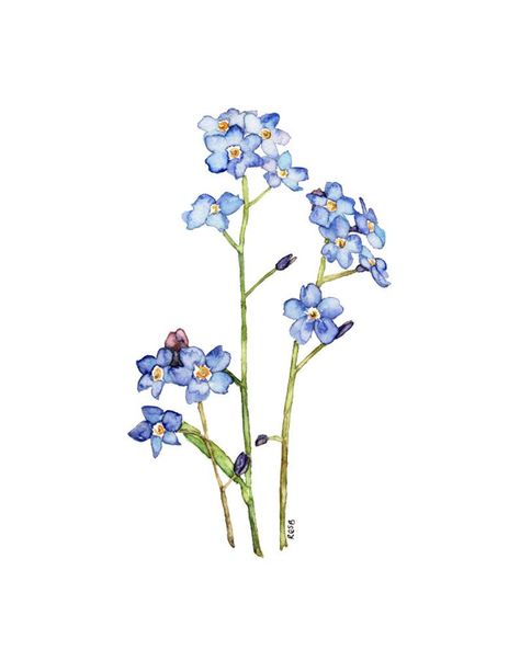 Forget Me Not Painting, Forget Me Not Tattoo, Tattoo Watercolor, Blue Drawings, Flower Watercolor, Flower Blue, 수채화 그림, Trendy Flowers, Art Et Illustration