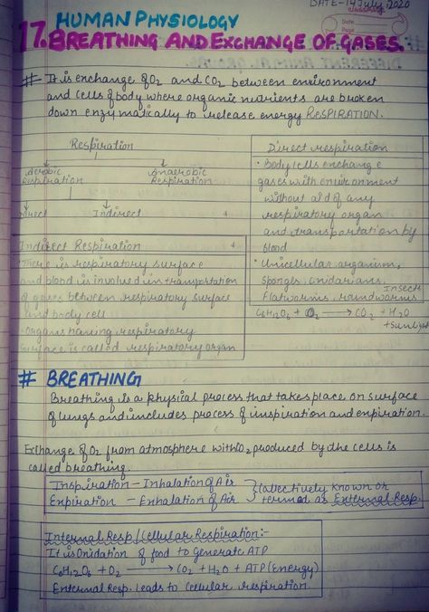 Breathing And Exchange Of Gases Notes, Breathing And Exchange Of Gases, Short Notes, Biology Notes, Hand Writing, Biology, Handwriting, Writing, Quick Saves