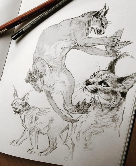 #sketchbook #sketch #caracal #karakal #cat #cats #pencildrawing #traditionalart #pencil #wildcats #request Animal Drawings Sketches, Big Cats Art, Cat Sketch, Animal Drawing, Creature Drawings, Arte Sketchbook, Creature Concept Art, Animal Sketches, Wildlife Art