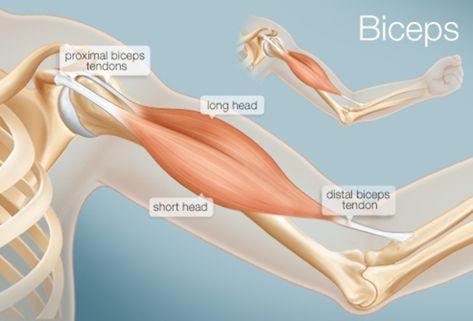 The Biceps (Human Anatomy): Function, Diagram, Conditions, & More Elbow Anatomy, Biceps Brachii Muscle, Dumbbell Bicep Workout, Muscles Anatomy, Workout Biceps, Arm Anatomy, Good Arm Workouts, Bicep Workout, Biceps Brachii