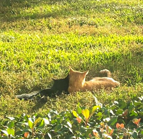 Couple Aesthetic, Kittens, Orange, Green, Black