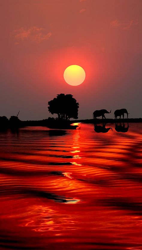 SUNSET WITH ELEPHANTS - BOTSWANA. Botswana, The Sun, Sun, Water, Animals