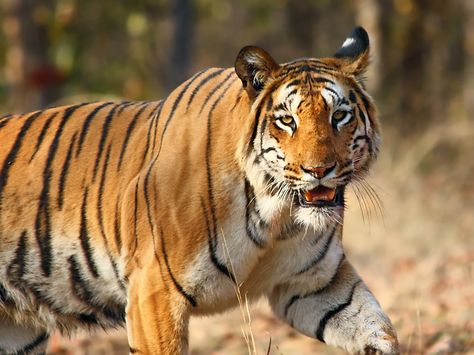 He who rules the Jungle!! Here’s a beautiful shot of a Tiger clicked at Jim Corbett National Park.   #imageoftheweek #travelIndia #wildlife   Image Cortesy: Rahul Pratti Tiger In Water, Project Tiger, List Of National Parks, Wildlife Of India, Jim Corbett National Park, Wildlife Protection, Jim Corbett, Tiger Pictures, Bengal Tiger