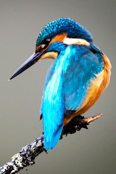 king fisher Burung Raja Udang, Rock Rose, Kingfisher Bird, Birds Nest, Bird Supplies, All Birds, Bird Pictures, Exotic Birds, Bird Drawings