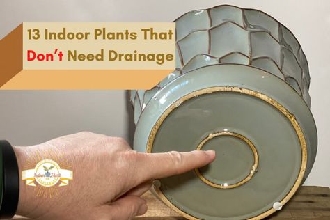 13 Indoor Plants That Don’t Need Drainage Holes in Their Pots - Indoor Plants for Beginners Black Bamboo Plant, Bamboo Plant Care, Indoor Plants For Beginners, Transplanting Plants, Plants For Beginners, Snake Plant Care, Bamboo In Pots, Small Indoor Plants, Indoor Flower Pots