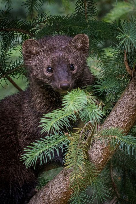 Woodland Animal Photography, Weasel Photography, Fisher Cat Pictures, Fisher Animal, Fisher Cat, Family Portrait Drawing, Family Pet Portraits, Animal Photography Wildlife, Nocturnal Animals