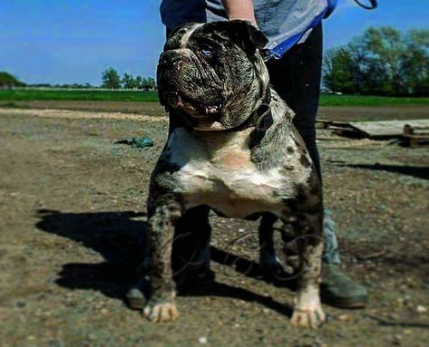 Alapaha Blue Blood bulldog Blue Blood Bulldog, American Bulldog, Blue Bloods, Beautiful Dogs, I Love Dogs, Bulldog, Dogs, Blue, Quick Saves