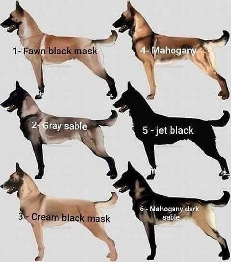 Different color of belgian malinois dog Black Belgian Malinois, Malinois Training, Belgian Malinois Puppies, Belgium Malinois, Malinois Puppies, Belgian Malinois Dog, Dog Breeds List, Malinois Dog, Belgian Shepherd