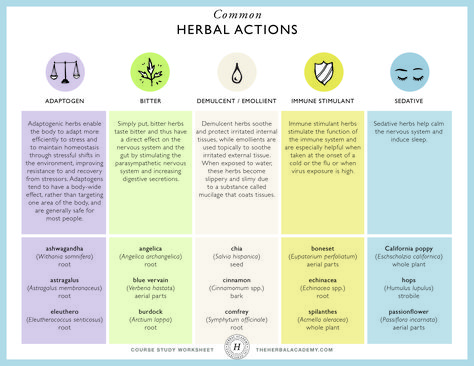 Herbal Preparations, Medicinal Herbs Remedies, Herbal Academy, Herbal Education, Student Dashboard, Magickal Herbs, Medical Herbs, Herbal Teas Recipes, Essential Oils Herbs